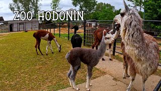 ZOO Hodonín [upl. by Zsa Zsa]