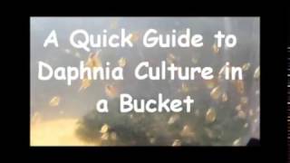 How to culture daphnia outside [upl. by Mohsen]