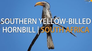 Southern Yellowbilled Hornbill aka The flying Banana  South Africa [upl. by Aninep79]