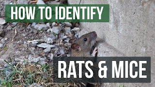 The Differences Between Rats and Mice Rats VS Mice [upl. by Alvera582]