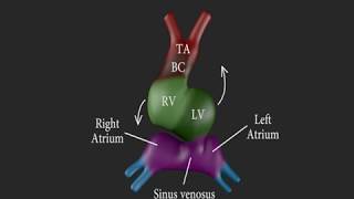 Development of the Heart 3D [upl. by Nywloc]