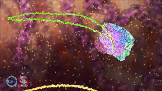 RNA Splicing [upl. by Aciram]