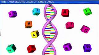 CBSE Class 12 Biology  Principles of Inheritance and Variation Part 1  Full Chapter [upl. by Nerrol]