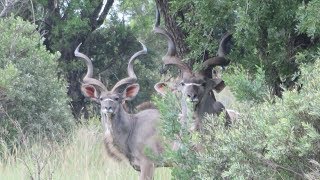 Hunting In South Africa Video This Is What Its Like [upl. by Brecher310]