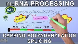 Overview of mRNA Processing in Eukaryotes [upl. by Anitsrik286]