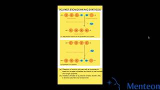 Synthesis and Breakdown of Polymers [upl. by Beekman543]