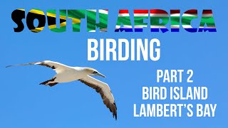 Birding in South Africa Part 2 Bird Island Lamberts Bay [upl. by Grannia912]