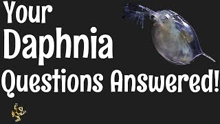 Daphnia Questions Answered [upl. by Erdnad892]