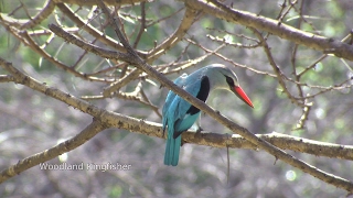 Birds of northern South Africa part 2 [upl. by Anastasia]