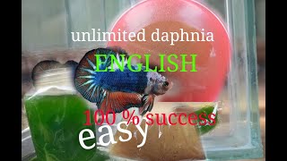 daphnia moina culture Easy way Unlimited production English  with sub Green water Chlorella [upl. by Wilonah222]