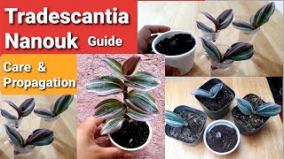 Tradescantia Nanouk Guide  Propagation amp Care Tips [upl. by Earvin609]