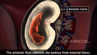 HCL Learning  Embryonic Development in Humans [upl. by Furie]