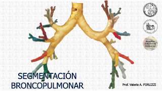 E21  Segmentación broncopulmonar  Anatomía 2  FMed UBA [upl. by Dorene]