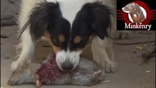 Mink and Dog Cleanup Backyard Rats Part 2 [upl. by Meehaf555]