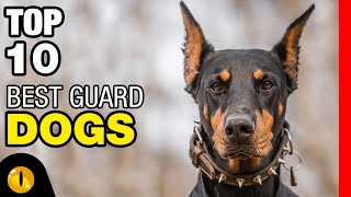 TOP 10 BEST GUARD DOG BREEDS [upl. by Litha]