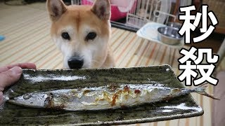 柴犬小春 飼い主絶句！さんまも喉越し？秒殺一気食いShibainu Koharu devours Sanma fish [upl. by Adeys879]