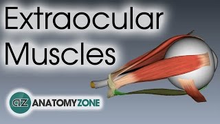 Extraocular Muscles  Eye Anatomy [upl. by Nnylyrehc]