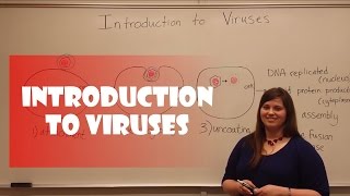 Introduction to Viruses [upl. by Anazraf]