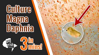 How to culture DAPHNIA MAGNA  The easy way [upl. by Ahsienahs]