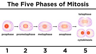 Fetal Development Week by Week Overview [upl. by Queen]