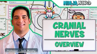 Neurology  Cranial Nerves Overview [upl. by Sanfo]