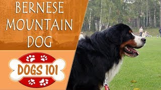 Dogs 101  BERNESE MOUNTAIN DOG  Top Dog Facts About the BERNESE MOUNTAIN DOG [upl. by Kalvn]