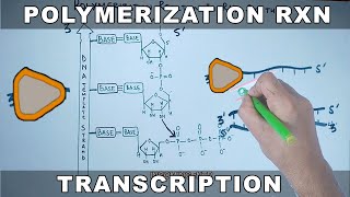 Polymerization Reaction in Transcription  RNA Synthesis [upl. by Joerg]