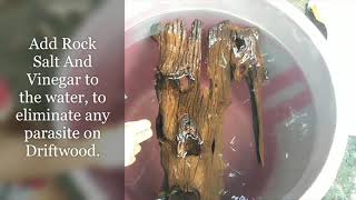 How To Prepare DriftWood For Your Aquarium [upl. by Cl]