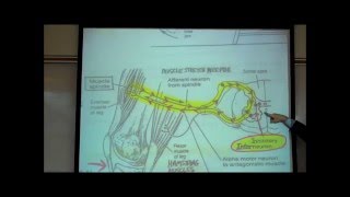 STRETCH REFLEXES by Professor Fink [upl. by Arabrab28]