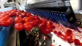 Tomato sorting machine Sentinel II  TOMRA Sorting [upl. by Yttap]