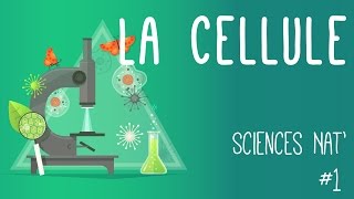 Tout savoir sur la cellule en 6 minutes [upl. by Yewed962]