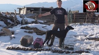 43 Rats Caught By Mink and Dog [upl. by Quiteri]