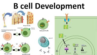 B cell development [upl. by Aicilat]