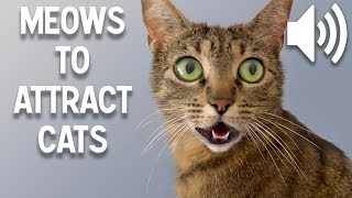 Sounds that attract cats  Meow to make cats come to you [upl. by Maroj]