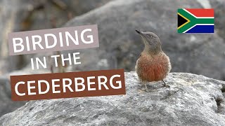 Birding in Cederberg  South Africa [upl. by Fairfax851]