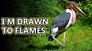 Marabou Stork facts they chase fire  Animal Fact Files [upl. by Etessil]