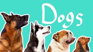 15 Dog Breeds  Dogs for Kids [upl. by Brom]