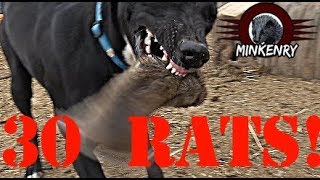 Mink and Dogs DESTROY 30 RATS [upl. by Repinuj857]