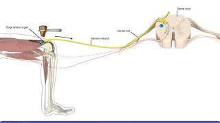 Detailed Animation on Tendon Reflex [upl. by Esiuol]