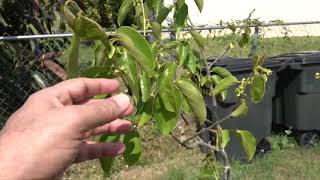 Growing Persimmon Trees [upl. by Iaka907]