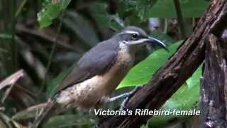 Birding NorthEast Queensland 89 Australian Birds [upl. by Nnaid]