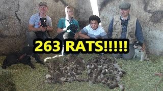 eRATication RECORD BREAKING Pest Control Job With Dogs [upl. by Hareema636]