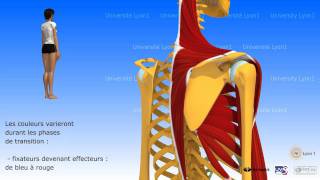 Lépaule antepulsion ou élévation antérieure du bras [upl. by Neetsirhc]
