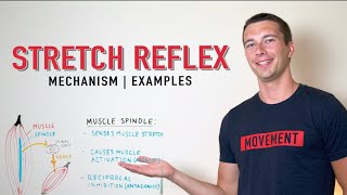 Stretch Reflex Explained  Muscle Spindle Activation [upl. by Noyad]