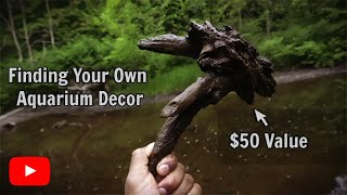 12 Rules For Collecting Aquarium Driftwood [upl. by Grindle]