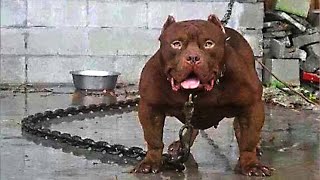 TOP 10 MOST DANGEROUS DOGS IN THE WORLD [upl. by Rabiah138]