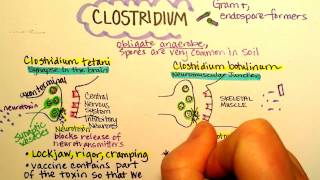 Clostridium botulinum Botulism [upl. by Ecinreb]