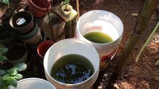 How to grow Green Water Algae [upl. by Couq]