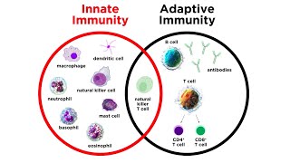 Introduction to Innate Immunity [upl. by Notnel439]