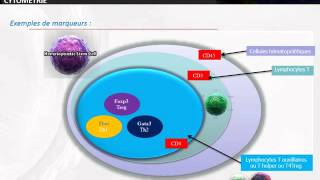 CYTOLOGIE Cytométrie en flux [upl. by Eihtak445]